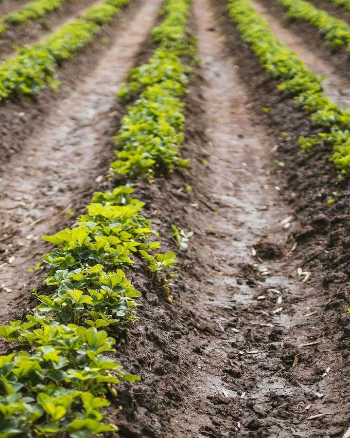 Rows of young crops in a field near Lusaka